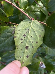 Diplocarpon rosae