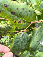 Diplocarpon rosae