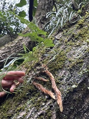 Davallia trichomanoides