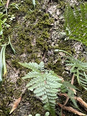 Davallia trichomanoides