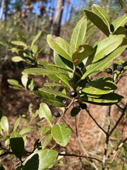 Ilex glabra