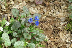 Phacelia campanularia