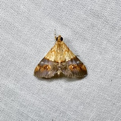 Tetracona amathealis