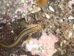 Parablennius laticlavius