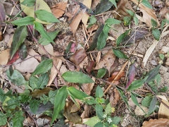 Oplismenus compositus