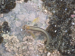 Parablennius laticlavius