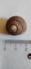 Tegula patagonica