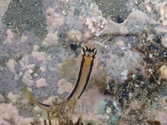 Parablennius laticlavius