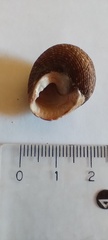 Tegula patagonica