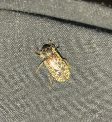 Mitophyllus