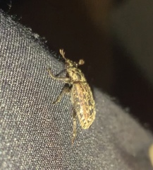 Mitophyllus