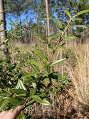 Ilex myrtifolia