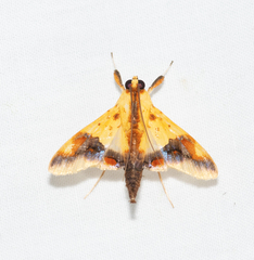 Tetracona pictalis