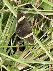 Autochton vectilucis
