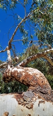 Eucalyptus erythrocorys