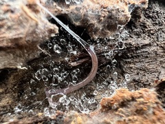 Cleidogona