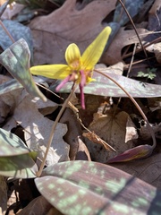 Erythronium umbilicatum