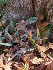 Erythronium americanum