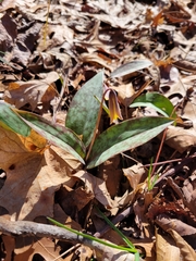 Erythronium americanum