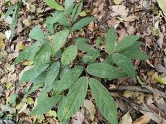 Microcos paniculata