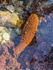 Apostichopus parvimensis