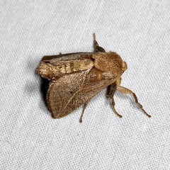 Anaxidia lozogramma