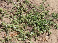 Plagiobothrys canescens