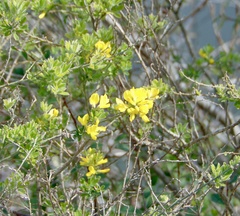 Genista monspessulana