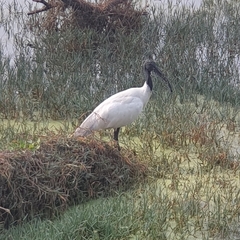 Threskiornis melanocephalus