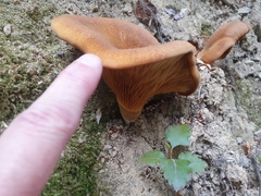 Austropaxillus