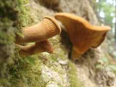 Austropaxillus