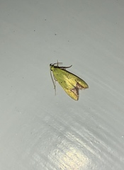 Gymnobathra flavidella