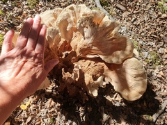 Bondarzewia kirkii