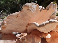 Bondarzewia kirkii