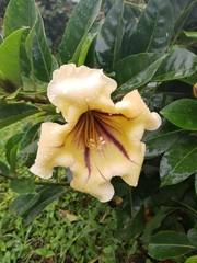 Solandra maxima