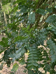 Gymnocladus