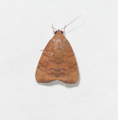 Austrocarea iocephala