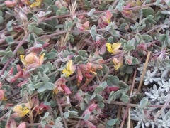 Acmispon decumbens