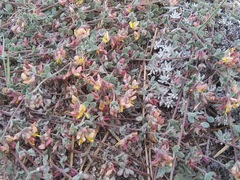 Acmispon decumbens