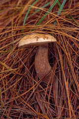 Tylopilus