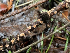 Aleurodiscus grantii