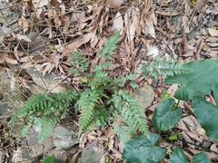 Pteris semipinnata