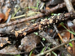 Aleurodiscus grantii