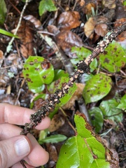 Aleurodiscus grantii