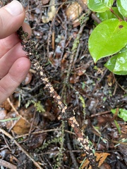 Aleurodiscus grantii