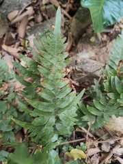Pteris semipinnata