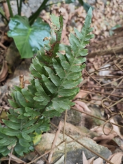 Pteris semipinnata