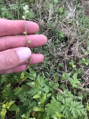 Myosotis macrosperma