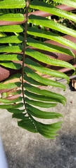 Nephrolepis biserrata