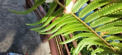 Nephrolepis biserrata